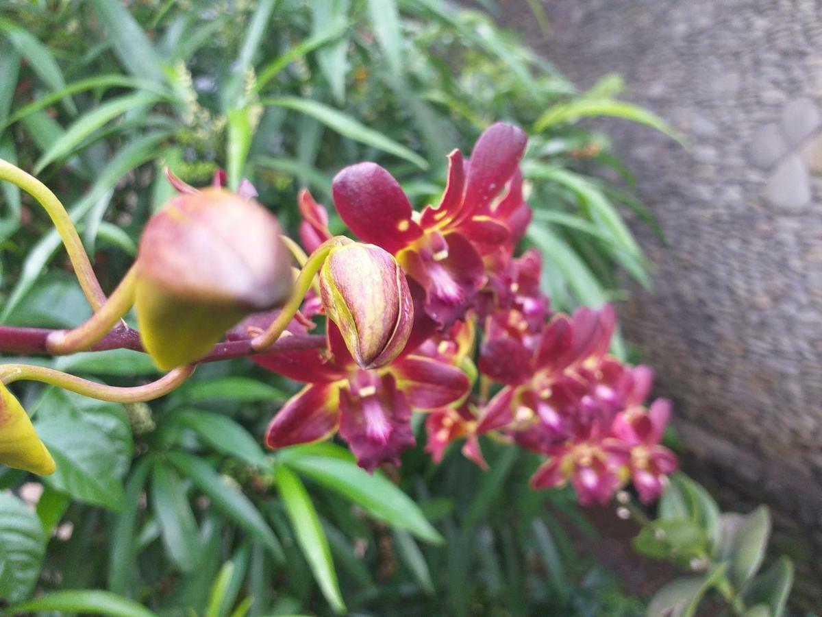 Puri Asri 2 Bungalow Hotel Ubud  Luaran gambar