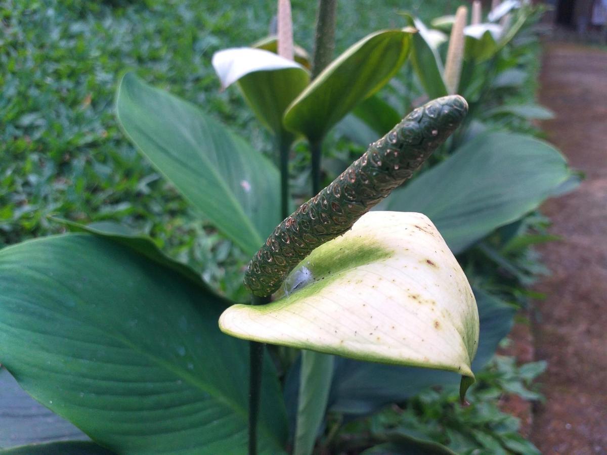 Puri Asri 2 Bungalow Hotel Ubud  Luaran gambar